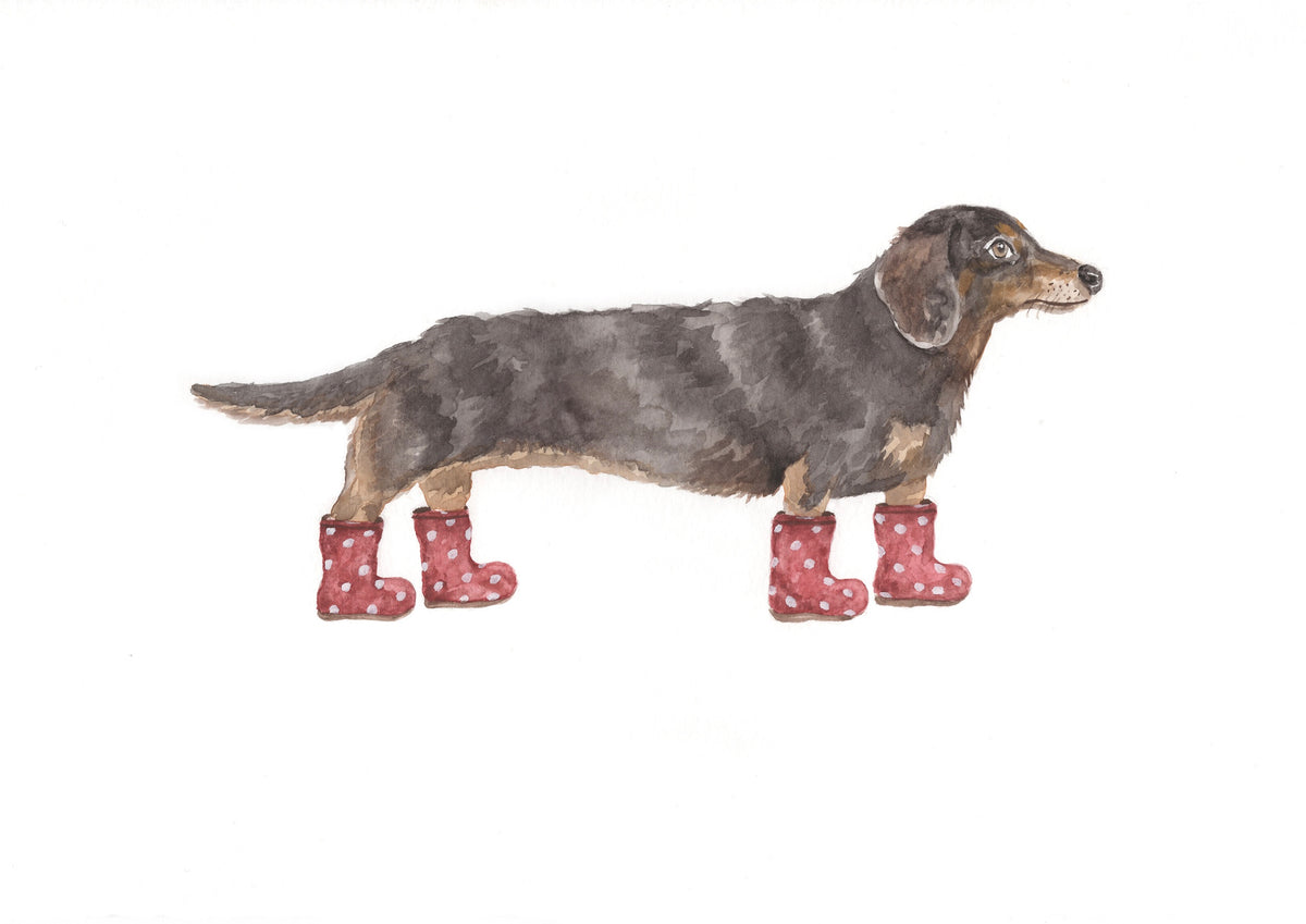 Dachshund in Polka Dot Wellies